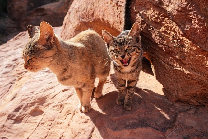 2 Days Tour | Petra, Wadi Rum & Dead Sea | Accommodation included - Three hours among Wadi Rum’s red cliffs