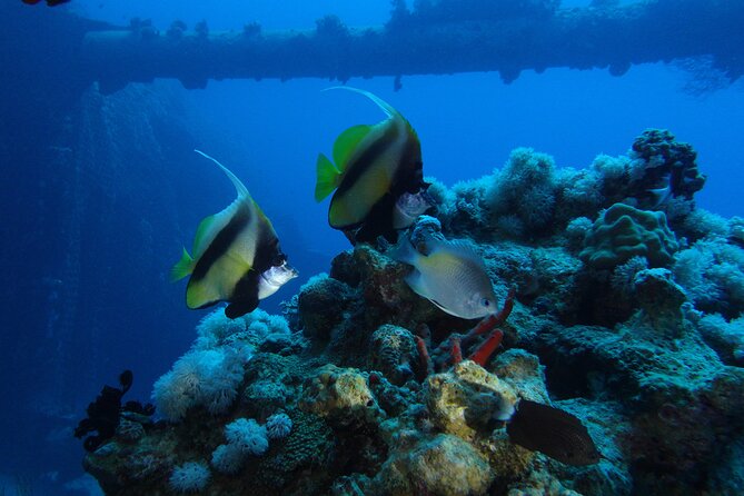 2 Hour Private Night Diving in the Red Sea of Aqaba - What you may see under the reef lights