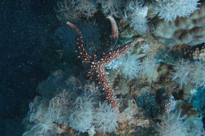 2 Hour Private Night Diving in the Red Sea of Aqaba - The value of a private trip at $86.92