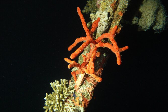 2 Hour Private Night Diving in the Red Sea of Aqaba - Getting ready for the night session