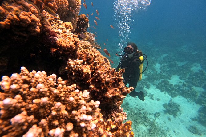 2-Hour Private Scuba Experience in Aqaba - Walking Into the Red Sea
