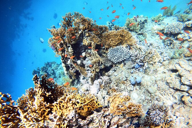 2-Hour Private Scuba Experience in Aqaba - What You May See Below the Surface