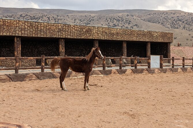 2 Hour Trail Ride to Little Petra-Morning or Sunset - Meeting the Horses at Mountain Horse Stables