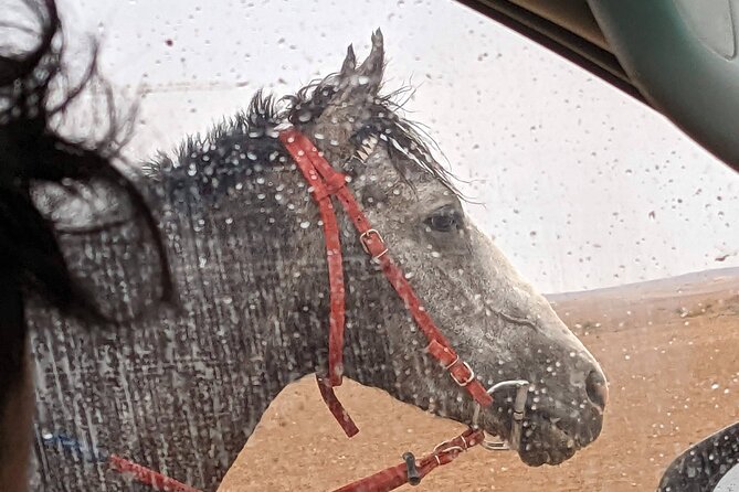 2 Hour Trail Ride to Little Petra-Morning or Sunset - Horse Care Is A Major Strength