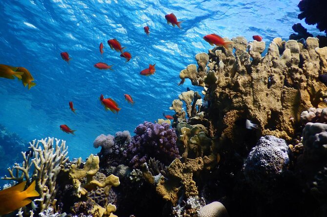 2 To 5 Hours Glass Bottom Boat Private Tour At Read Sea - Seeing the Red Sea Without Committing to a Full Snorkel