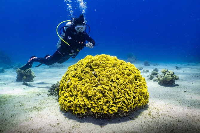 2 To 5 Hours Glass Bottom Boat Private Tour At Read Sea - Is $74.99 Per Person Good Value?
