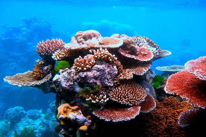 2 To 5 Hours Glass Bottom Boat Private Tour At Read Sea - What You May See Beneath Aqaba’s Water