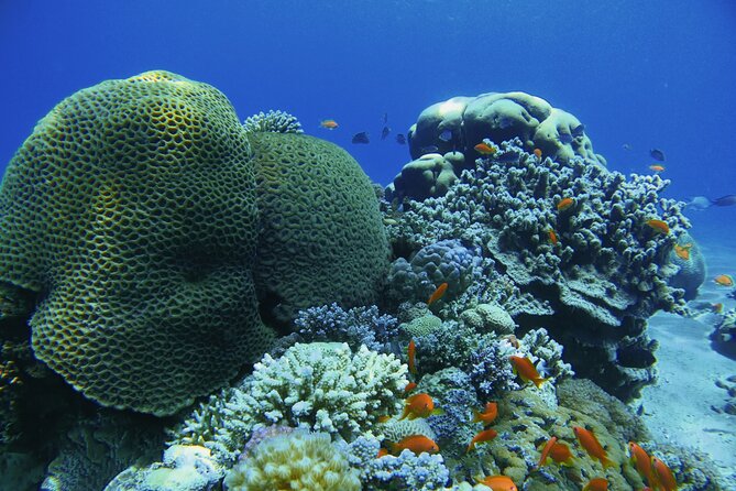 3-Day Open Water Scuba Diving Course in Aqaba - Why Aqaba is a smart place to learn scuba