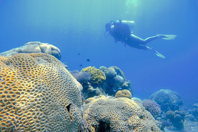 3-Day Open Water Scuba Diving Course in Aqaba - Four open-water sessions bring the course to Aqaba’s coast
