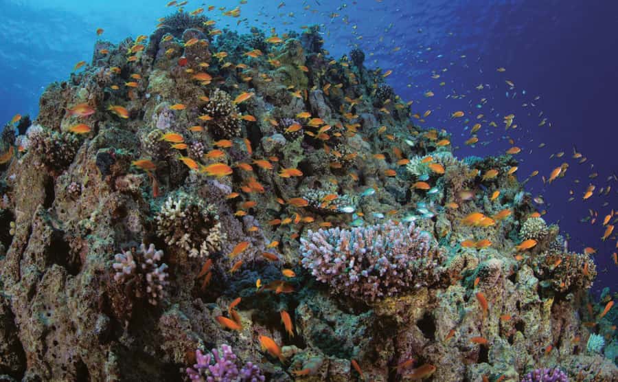 3 Hour Snorkeling & Diving Trip With Private Beach Access - Quick points about the Aqaba beach and boat trip