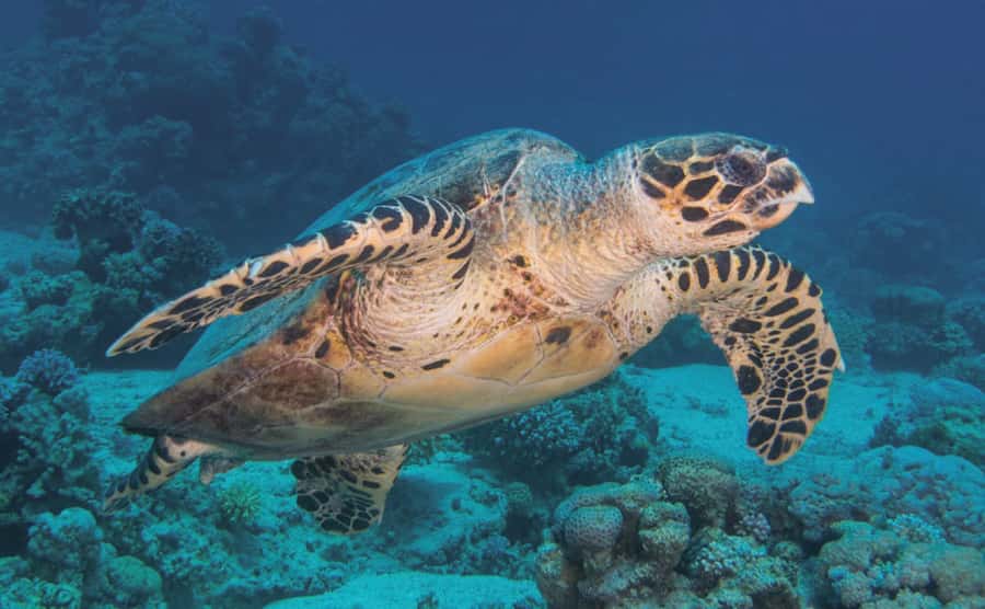 3 Hour Snorkeling & Diving Trip With Private Beach Access - Aqaba to Berenice Beach Club in 15 minutes
