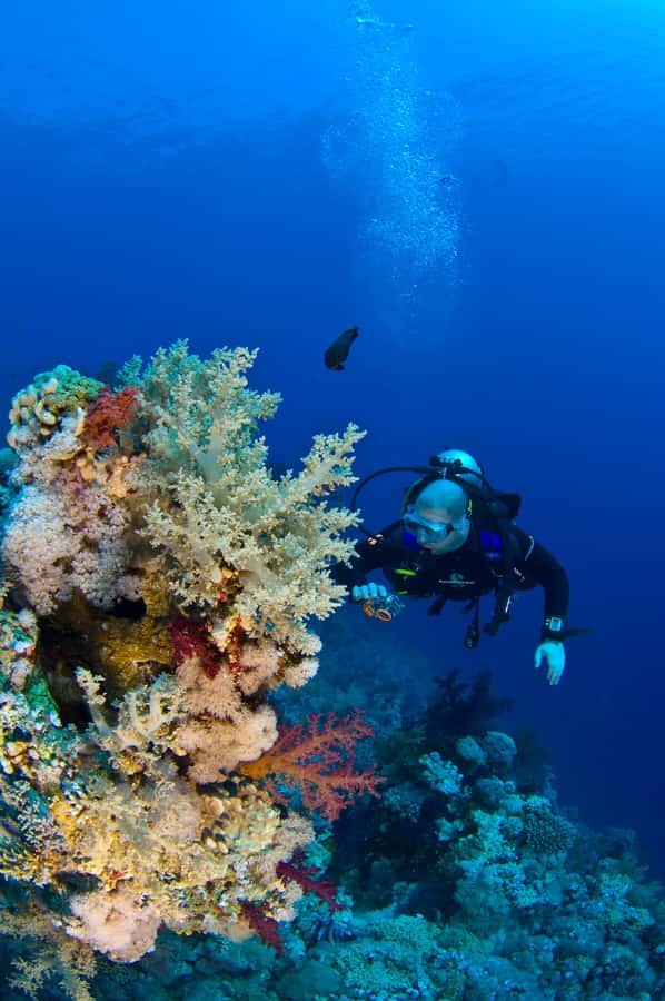 3 Hour Snorkeling & Diving Trip With Private Beach Access - Who will enjoy this Aqaba outing