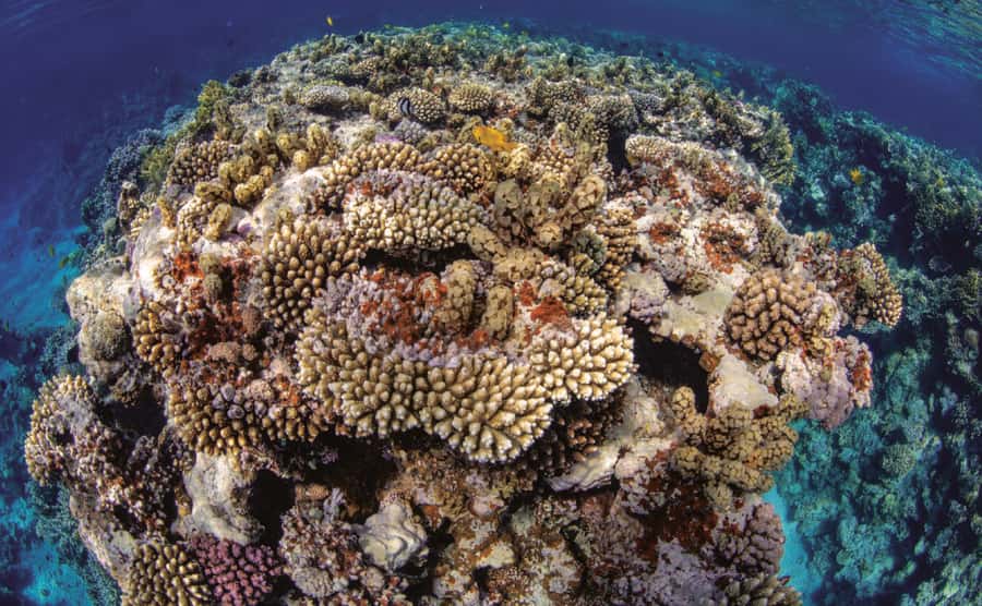 3 Hour Snorkeling & Diving Trip With Private Beach Access - Timing, language, and small practical details