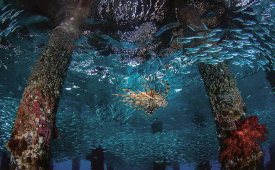 3 Hour Snorkeling & Diving Trip With Private Beach Access - What the Berenice Beach Club day adds