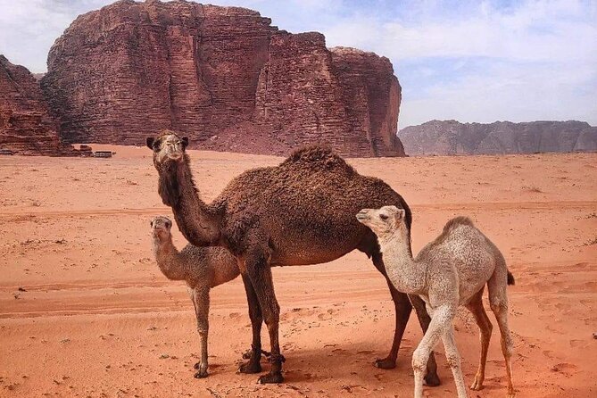 4-Days Tour of Jerash, Petra, Wadi Rum & Dead Sea from Amman - Day 4: A two-hour Jeep trip through Wadi Rum