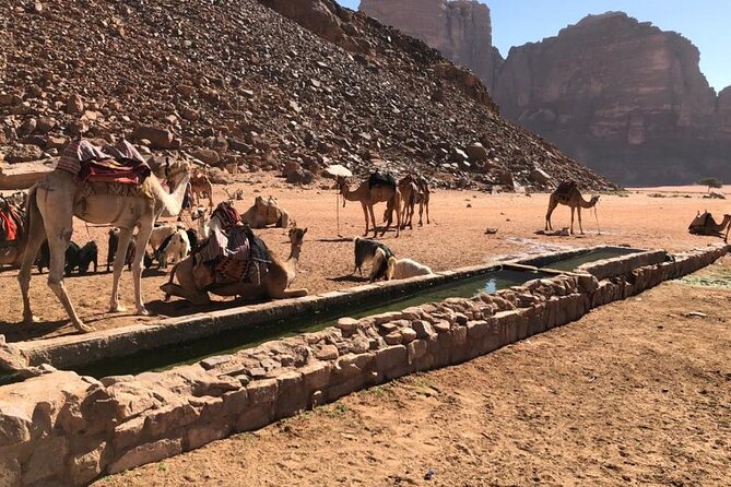 4 Hour Jeep Tour (morning or sunset) - Wadi Rum Desert Highlights - Choose the morning canyon walk or the sunset viewpoint