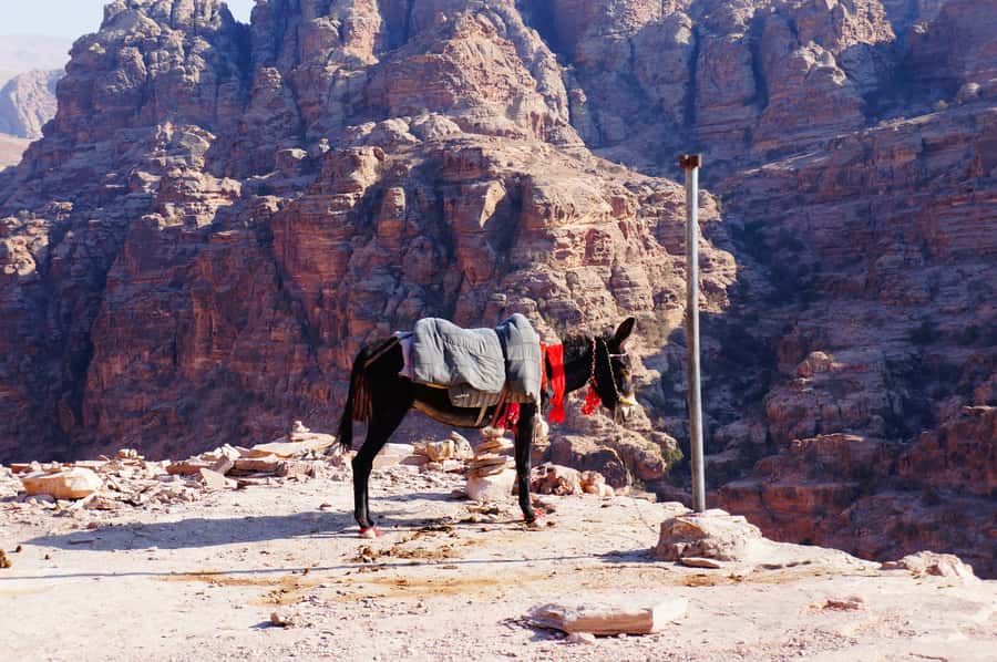 Amman King's Way Day Tour To Petra - Starting at Madaba’s mosaic churches