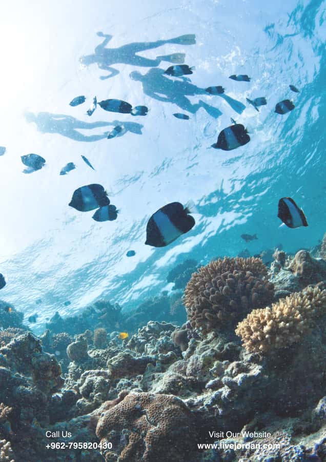 Aqaba: Private Beach, Pools, Snorkeling & Boat Trip,Transfer - Key points at a glance
