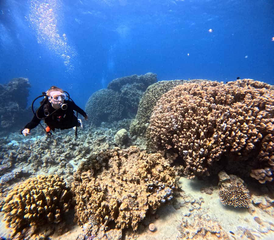 Aqaba: Private Red Sea Diving for Beginner or Experienced - Coral, Fish, and Aqaba’s Wreck Sites