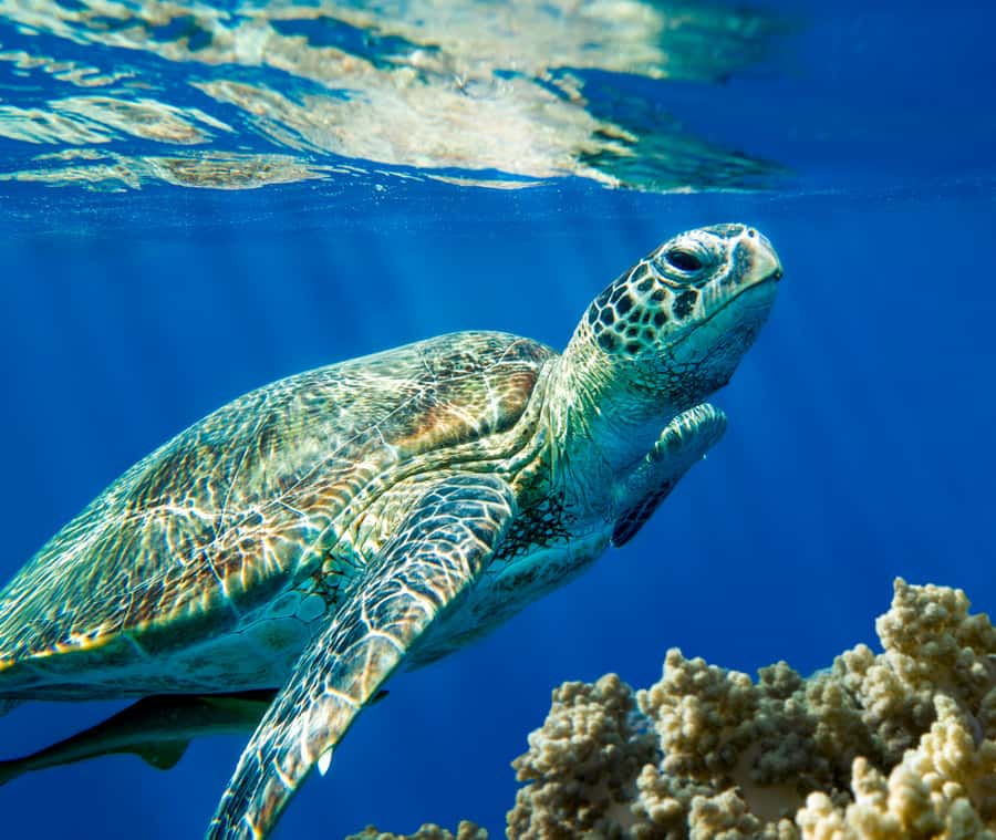 Aqaba: Snorkeling Adventure with Private Car & Guide -2 spot - A short Red Sea outing with a personal touch