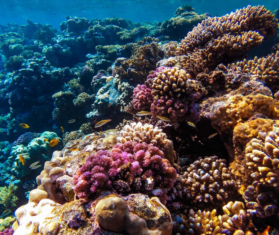 Aqaba: Snorkeling Adventure with Private Car & Guide -2 spot - Second stop: a more unusual coral display