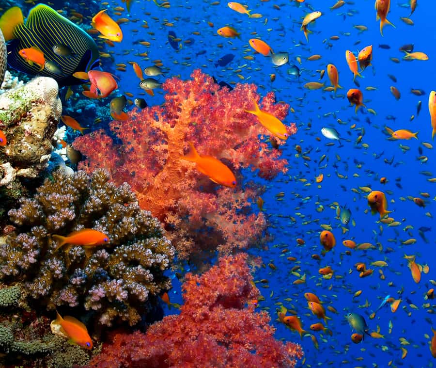Aqaba: Snorkeling Adventure with Private Car & Guide -2 spot - Accessibility and language