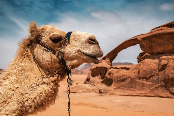 Best of Wadi Rum | Full day Jeep tour + Sleep under the stars | Pack all-in - Meals make the $115.15 price easier to judge