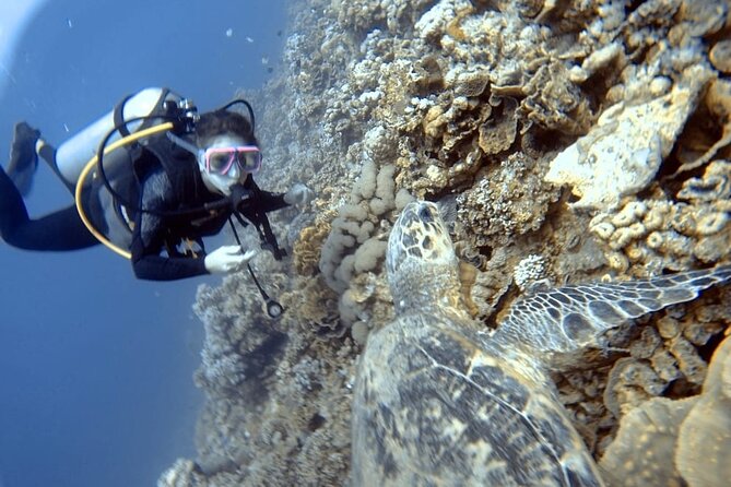 Boat Dive 2 Guided Dives with Lunch Included wreck dive&reef dive - Conditions, sun care, and responsible choices
