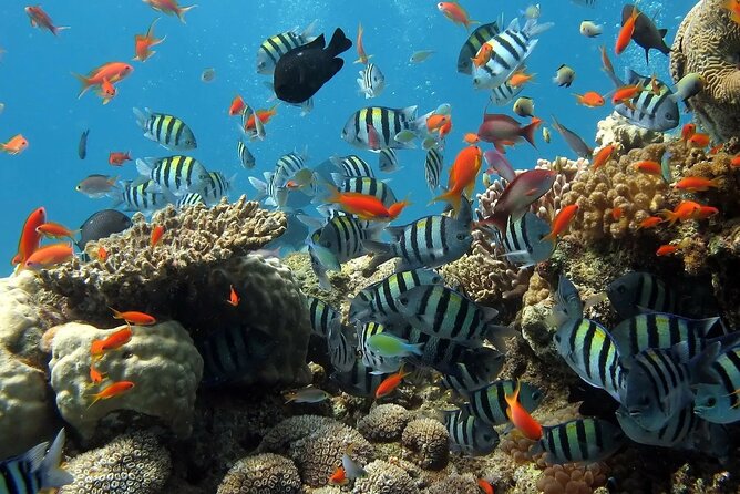 Boat Dive and Snorkeling Experience in Aqaba - Is $123.19 a Fair Price?
