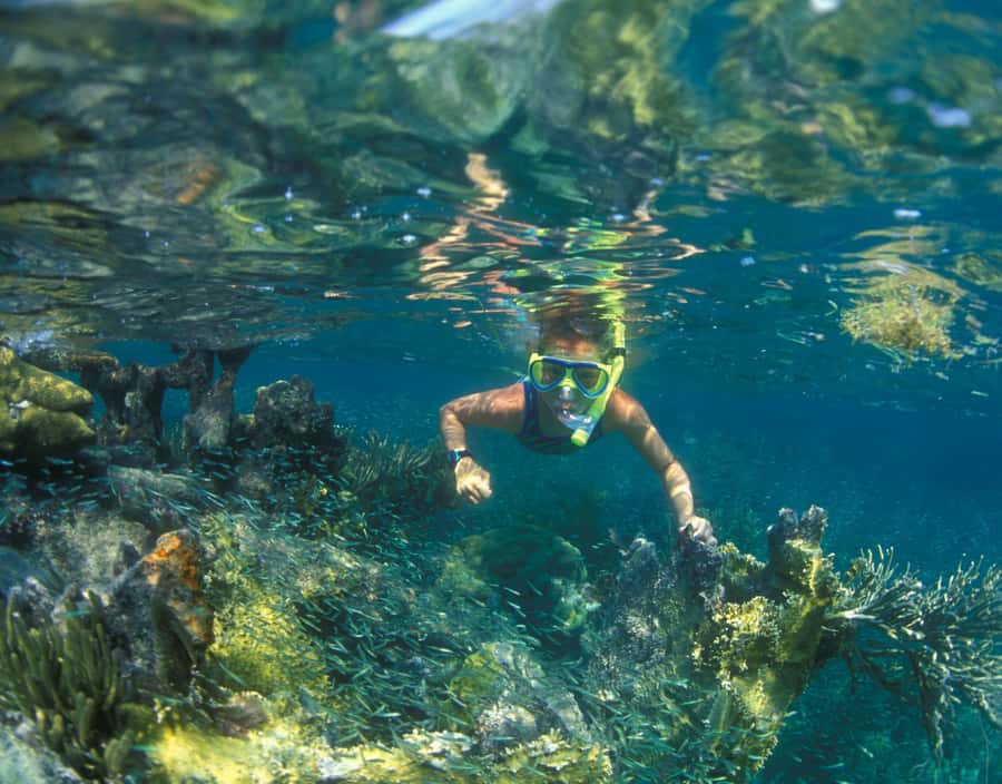 Boat snorkeling with open buffet BBQ 4-5 hours - Key Points Before You Book