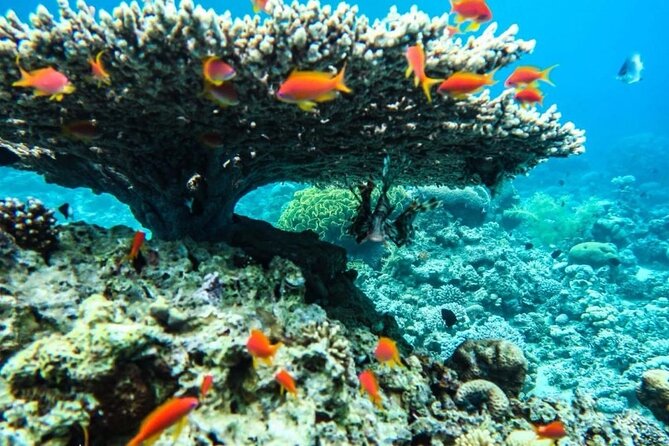 Cruise Experience Half-Day from Aqaba - Why this Aqaba boat trip is different