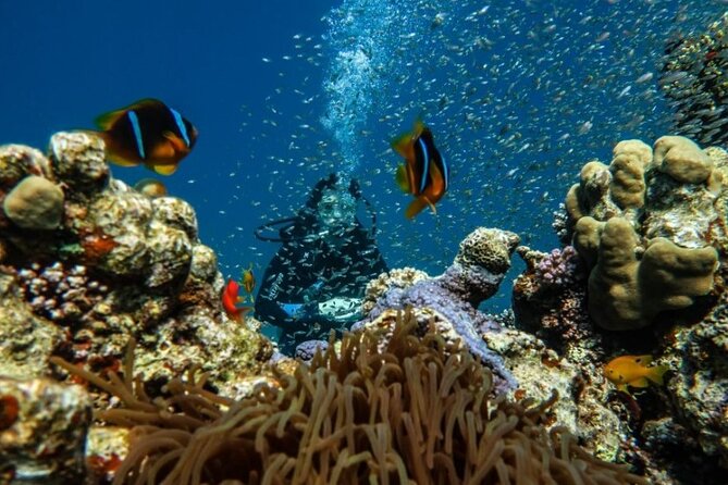 Cruise Experience Half-Day from Aqaba - The submerged plane and tank