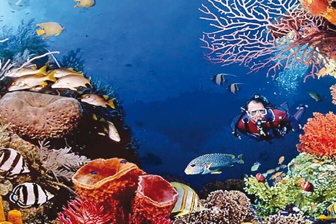 Cruise Experience Half-Day from Aqaba - Swimming and snorkeling from the boat