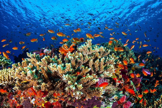 Cruise Experience Half-Day from Aqaba - Lunch on board or during the cruise