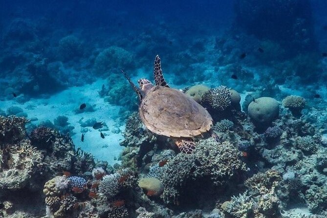 Cruise Experience Half-Day from Aqaba - Who will enjoy this half-day cruise