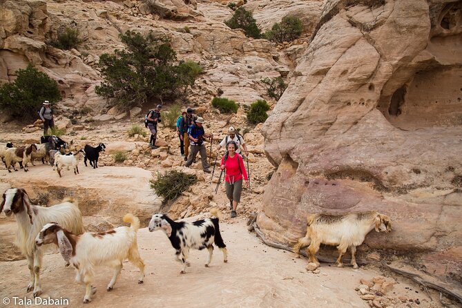 Dana to Petra Trek + Wadi Rum & the Dead Sea - 9 Days - Five details that shape the experience