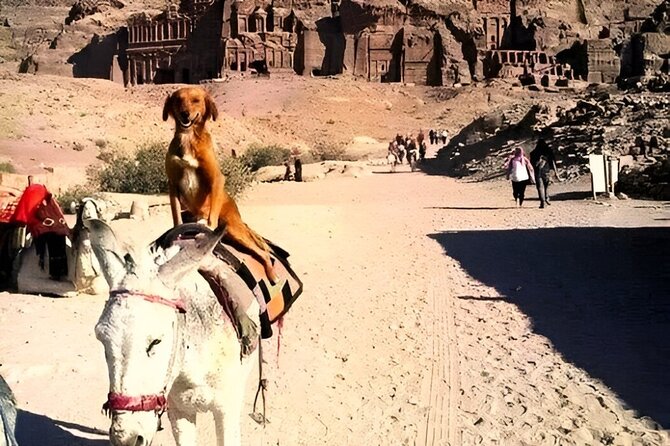 Day tour -Amman - Petra - Amman Trip - Full Day - Should You Book This Amman to Petra Tour?