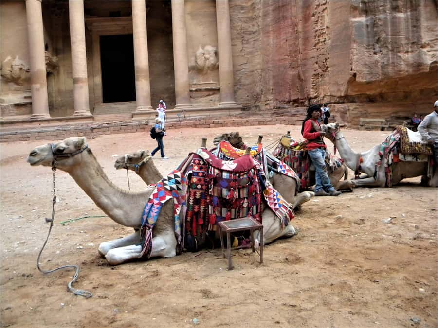 Discover the wonders of Jordan on a private day trip - Returning to Amman or Queen Alia Airport