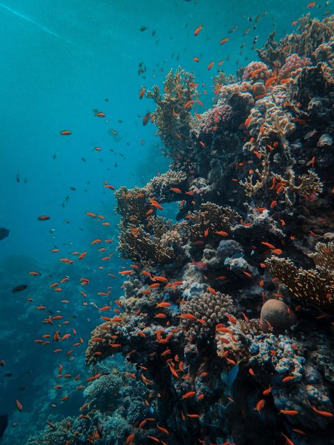 DSD Discover Scuba Diving for a beginner or Certified - Who should book this experience?