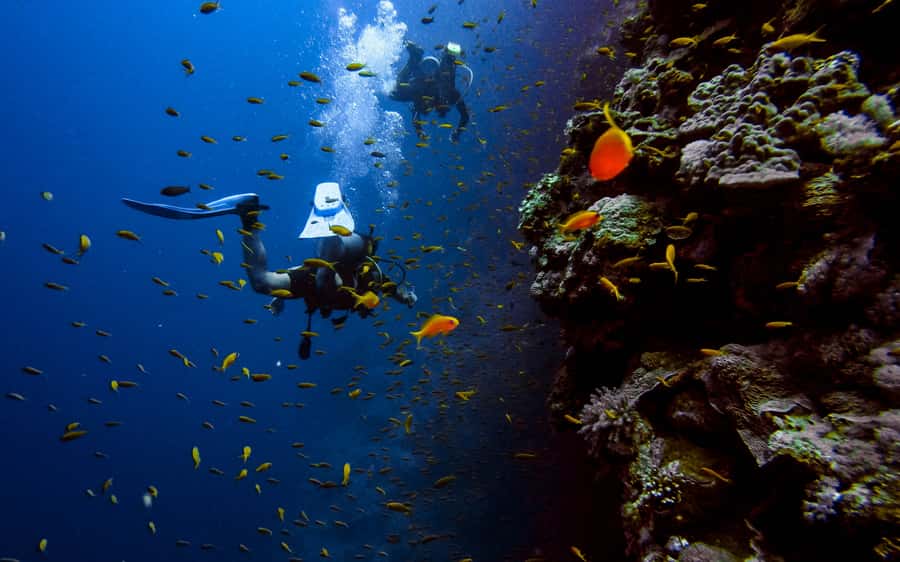 DSD Discover Scuba Diving for a beginner or Certified - Why Aqaba is a smart place for a first scuba session