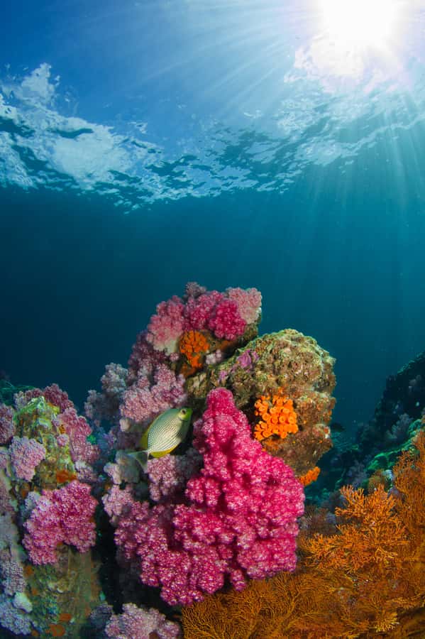 DSD Discover Scuba Diving for a beginner or Certified - Getting ready for your first underwater session