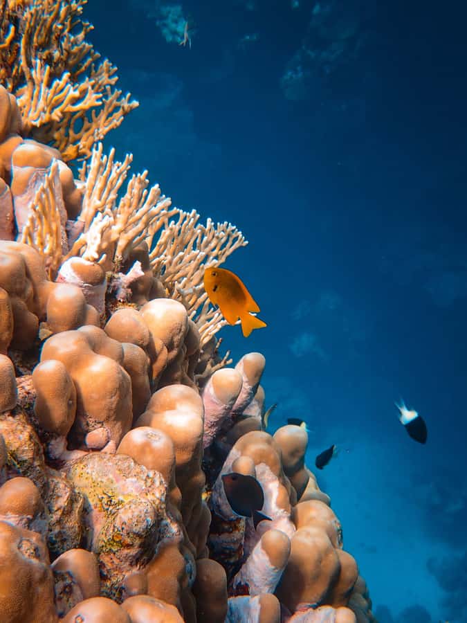 DSD Discover Scuba Diving for a beginner or Certified - Forty-five minutes beneath the Red Sea