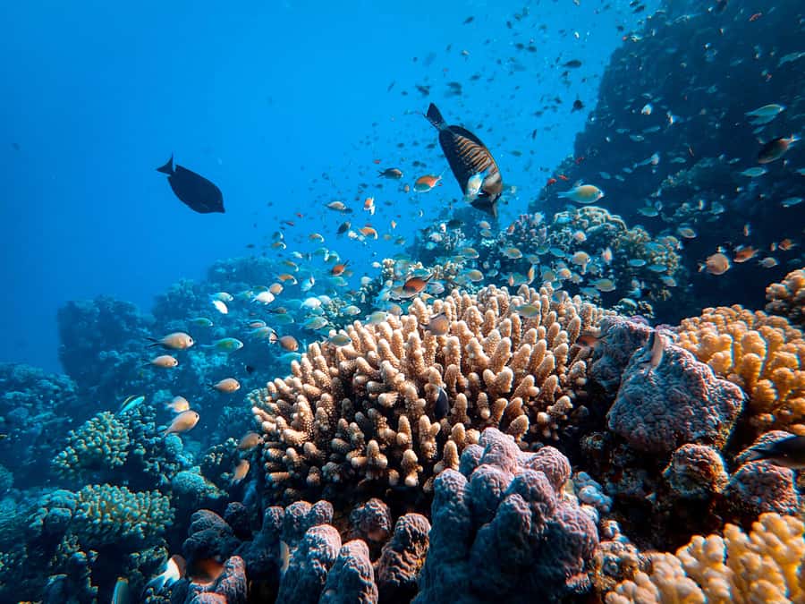 DSD Discover Scuba Diving for a beginner or Certified - Safety and personal attention with Captain Beto