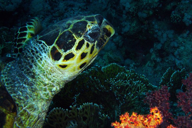 DSD "Discover Scuba Diving" (Min Age 10 Years) - A gentle introduction to scuba in Aqaba
