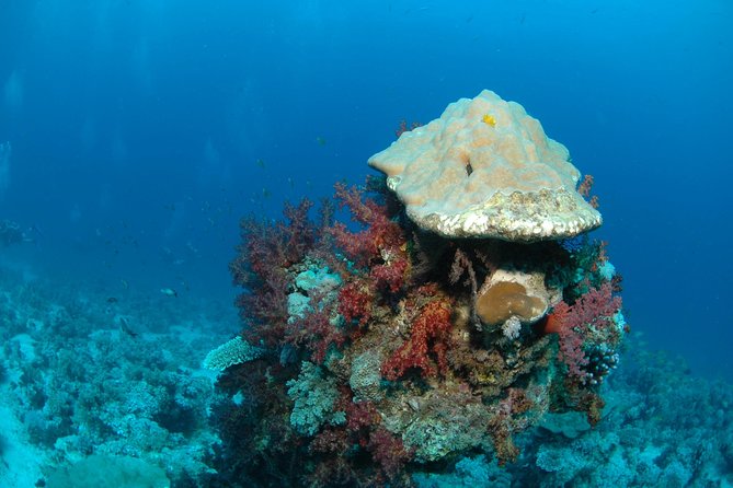 DSD "Discover Scuba Diving" (Min Age 10 Years) - The instructors earn strong praise