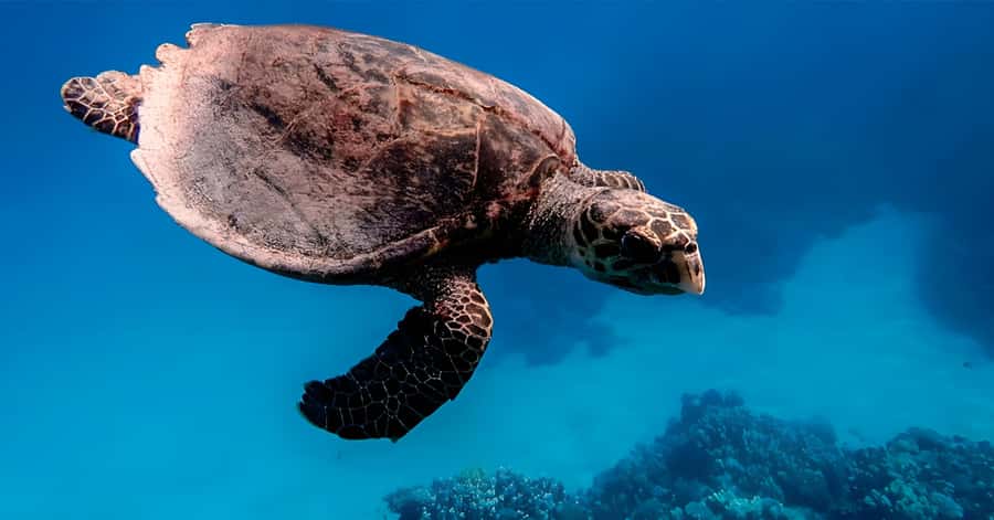 Explore Aqaba's Depths: Scuba Diving Tour, with Hotel Pickup - The 15-minute class and equipment setup
