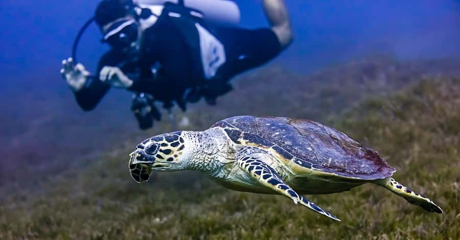 Explore Aqaba's Depths: Scuba Diving Tour, with Hotel Pickup - Is $66 a fair price?