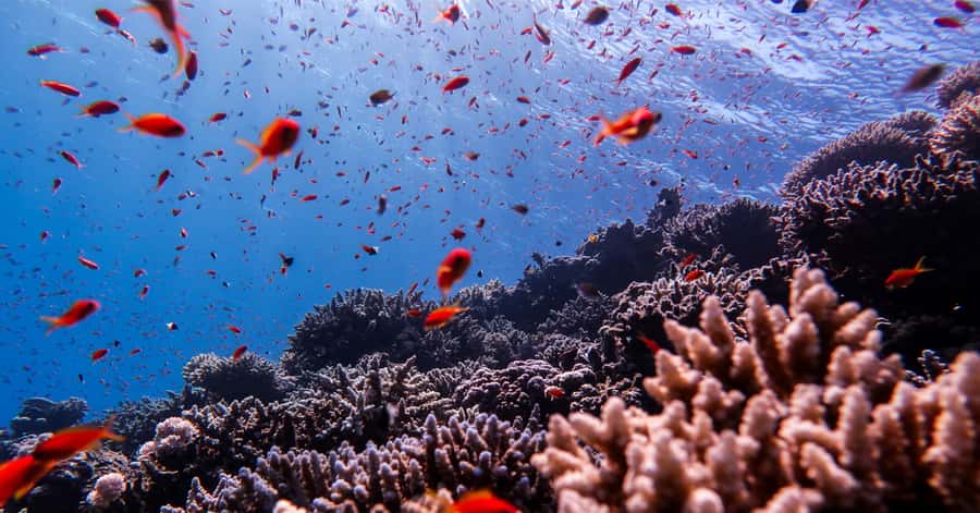 Explore Aqaba's Depths: Scuba Diving Tour, with Hotel Pickup - Who should choose this Aqaba outing?