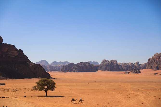 Explore Wadi Rum Desert with Camel Ride Experience with Stay - What the camel ride is really like