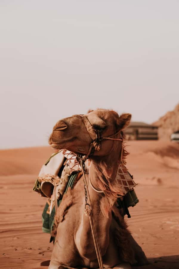 From Amman: 2-Days Trip to Petra , Wadi Rum and Dead Sea. - What to bring and what to clarify